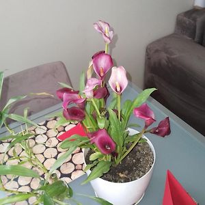 Appartement met een Slaapkamer